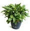 Green of beautiful potted Aglaonema plants