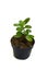 Green of beautiful potted Bryophyllum Pinnatum plants