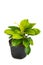 Green and beautiful potted Philodendron Moonlight plants