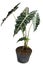 Green and beautiful potted Philodendron Stenolobum plants