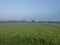 green and beautifull rice fields and blue sky