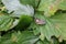 Green bedbug on green leaf with natural background 20490