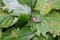 Green bedbug on green leaf with natural background 20491