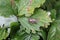 Green bedbug on leaf with natural background 20486