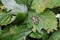 Green bedbug on leaf with natural background 20489