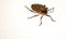 The green bedbug Palomena prasina Linnaeus, is a heteroptus insect of the Pentatomidae family.  Common species and polyphaga, it
