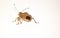 The green bedbug Palomena prasina Linnaeus, is a heteroptus insect of the Pentatomidae family.  Common species and polyphaga, it