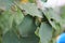 Green bedbugs on green leaf with natural background 20494