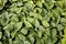 Green Bedding Plants