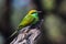 Green bee eater