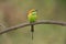 The green bee-eater