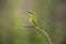 The green bee-eater