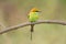 The green bee-eater