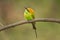 The green bee-eater