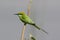 Green bee-eater