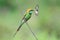 Green Bee Eater Bird