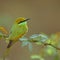 Green bee eater bird, natural, nature, wallpaper