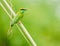 Green Bee-Eater - Birds of Pakistan