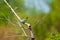 Green bee-eater on a branch