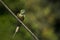 Green bee eater on a cable