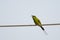 Green Bee-Eater Catching a Bee
