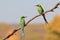 Green Bee-eater - Colorful Bird Background - Composition of Friends