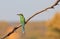 Green Bee-eater - Colorful Bird Background - Minimalism and Simplistic Beauty