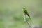 Green Bee-eater ,Common bird in Thailand