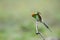 Green Bee-eater ,Common bird in Thailand