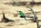 Green Bee-eater with Dragonfly