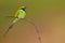 Green bee eater with insect