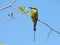 Green Bee - eater/ little green bee-eater