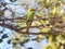 Green Bee - eater/ little green bee-eater