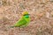 Green bee-eater or little green bee-eater Merops orientalis