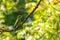 Green bee-eater or little green bee-eater Merops orientalis