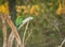 A Green Bee-eater passerine bird perched on a tree limb.