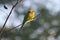 A Green Bee Eater perched on a tine branch of a plant and looking away in a soft blurry background.