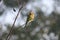 A Green Bee Eater perched on a tine branch of a plant and looking away in a soft blurry background.