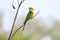 A Green Bee Eater perched on a tine branch of a plant and looking away in a soft blurry background.