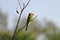 A Green Bee Eater perched on a tine branch of a plant and looking away in a soft blurry background.