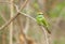 Green bee-eater perched on a tree