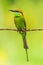 Green Bee-Eater perching on black electrical wire