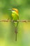 Green Bee-Eater perching on black electrical wire