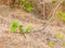 A green Bee eater perching on tree