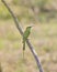 Green bee-eater resting on tree branch