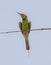 A green bee eater sitting on an electric wire