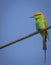 The green bee-eater sitting on electric wire