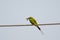 Green Bee-Eater with Struggling Bee