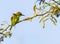 Green Bee Eater targeting its food