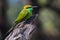 green bee eater thol bird sanctuary